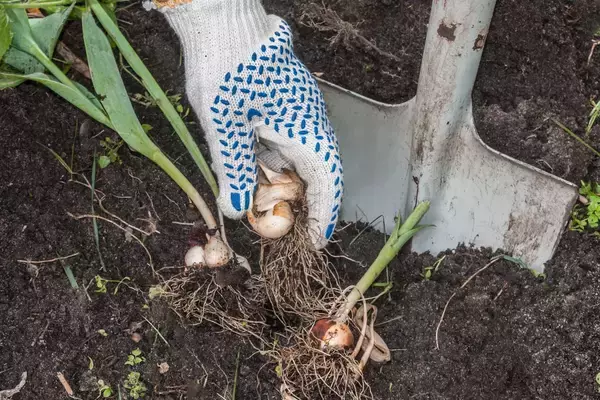 「【ガーデニング】来年もカワイイ花を咲かせたい！チューリップの花後の手入れ＆球根の保存方法を解説」の画像