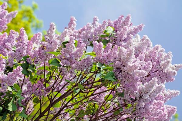 ガーデニング 美しい花と芳香が楽しめる低木6選 シンボルツリーにオススメ 庭で四季を感じられる 22年7月18日 エキサイトニュース