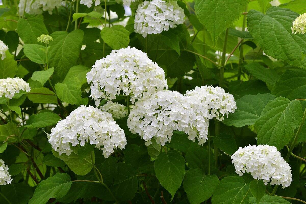 春のガーデニング 花壇に植えるとオシャレ おすすめの草花 低木10選 組み合わせてもステキ 22年3月11日 エキサイトニュース 5 5