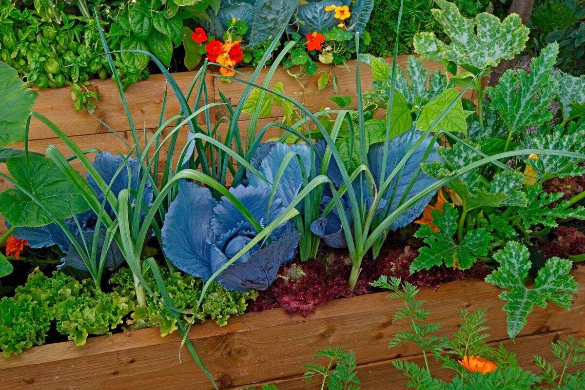 【家庭菜園】夏野菜はコンパニオンプランツと植える！そのメリットとは？相性のよい組み合わせ例も紹介