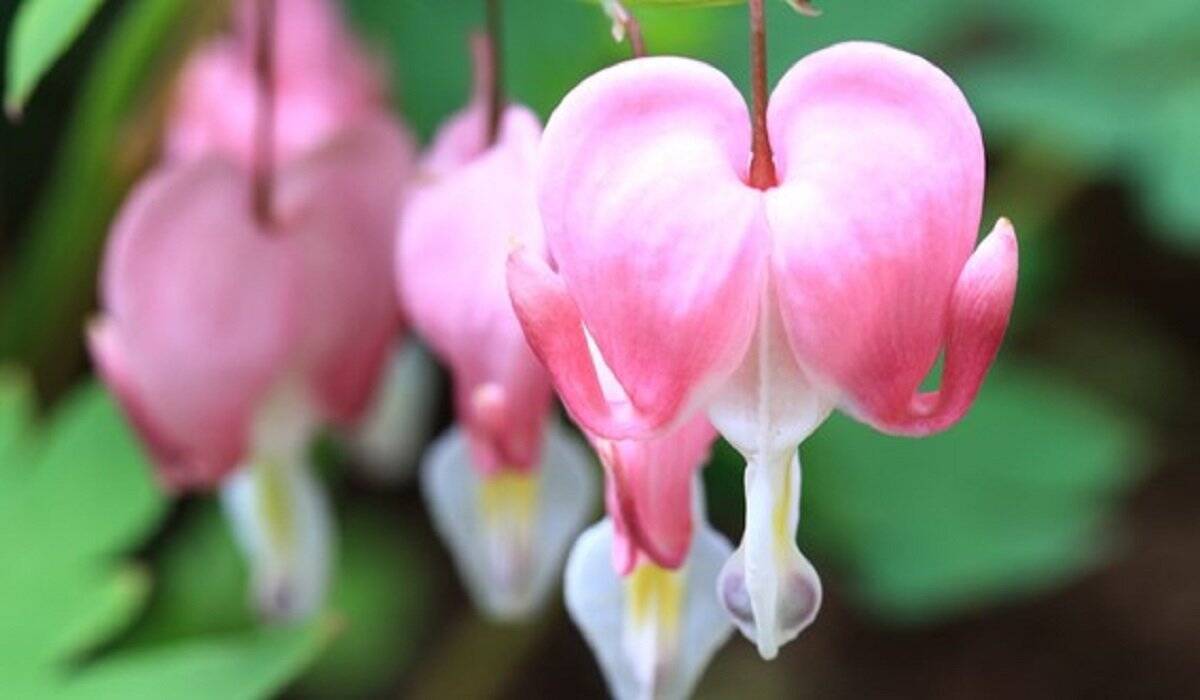 春のガーデニング 色の組み合わせでオシャレな庭に ピンクの花10種 ブルーの花5種を紹介 22年3月28日 エキサイトニュース 春のガーデニング 色の組み合わせでオシャレな庭に ピンクの花10種 ブルーの花5種を紹介 22年3月28日 エキサイトニュース