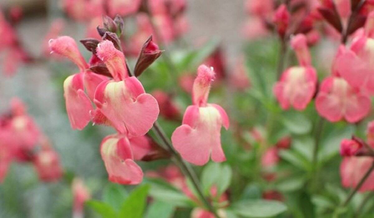 春のガーデニング 色の組み合わせでオシャレな庭に ピンクの花10種 ブルーの花5種を紹介 22年3月28日 エキサイトニュース