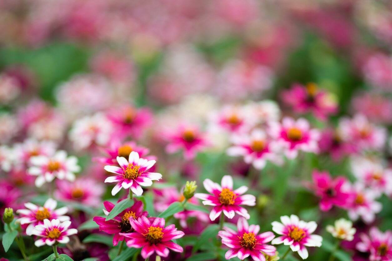 Gwはガーデニング 初心者も育てやすいオススメ一年草6選 晩秋まで長く咲く花も紹介 22年4月23日 エキサイトニュース 3 4