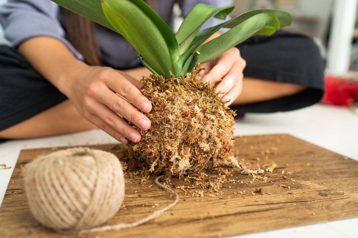 苔玉の作り方 育て方 100均の材料で作るグリーンインテリア 室内がナチュラルな雰囲気に 22年4月8日 エキサイトニュース