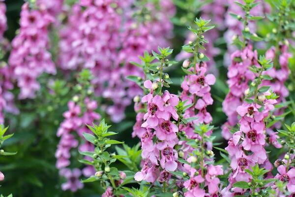 夏のガーデニング 梅雨明け後 どんな花を植える 庭のタイプ別オススメの植物10選 22年6月27日 エキサイトニュース