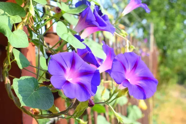 「【夏のガーデニング】梅雨明け後、どんな花を植える？庭のタイプ別オススメの植物10選」の画像