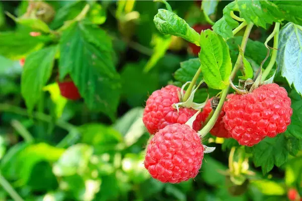 「【ガーデニング】鉢植えでも育てられるベリー類！庭やベランダで収穫を楽しめるオススメ品種5選」の画像