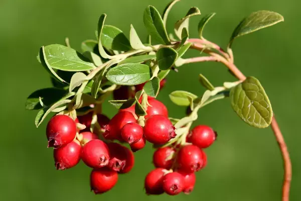 「【ガーデニング】鉢植えでも育てられるベリー類！庭やベランダで収穫を楽しめるオススメ品種5選」の画像