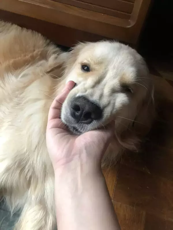 「飼い主と遊ぶワンコ、手を止めると…「かまってちゃん」な姿がかわいいとTwitterで話題に！」の画像