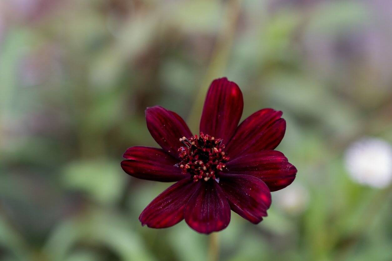 【ガーデニング】大人っぽくてオシャレな多年草オススメ7選！夏の庭を彩る美しい花々を紹介