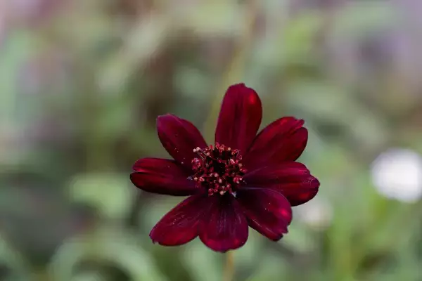 「【ガーデニング】大人っぽくてオシャレな多年草オススメ7選！夏の庭を彩る美しい花々を紹介」の画像