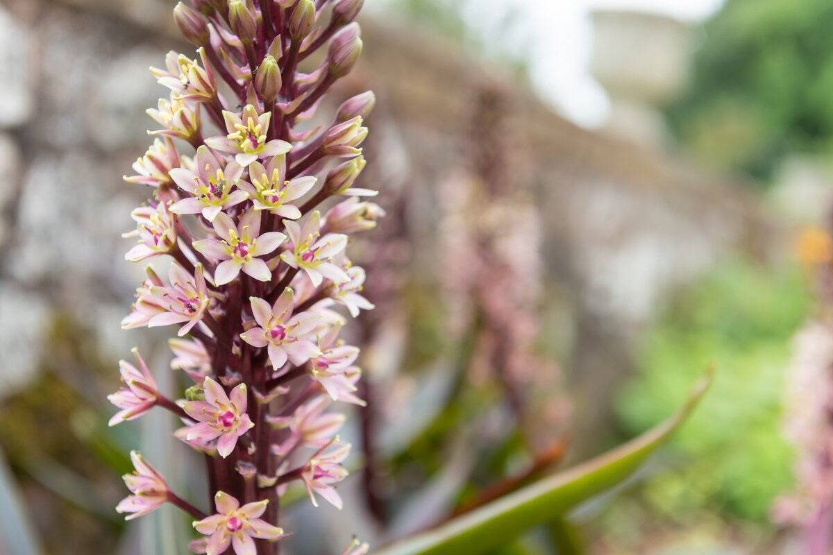 【ガーデニング】大人っぽくてオシャレな多年草オススメ7選！夏の庭を彩る美しい花々を紹介