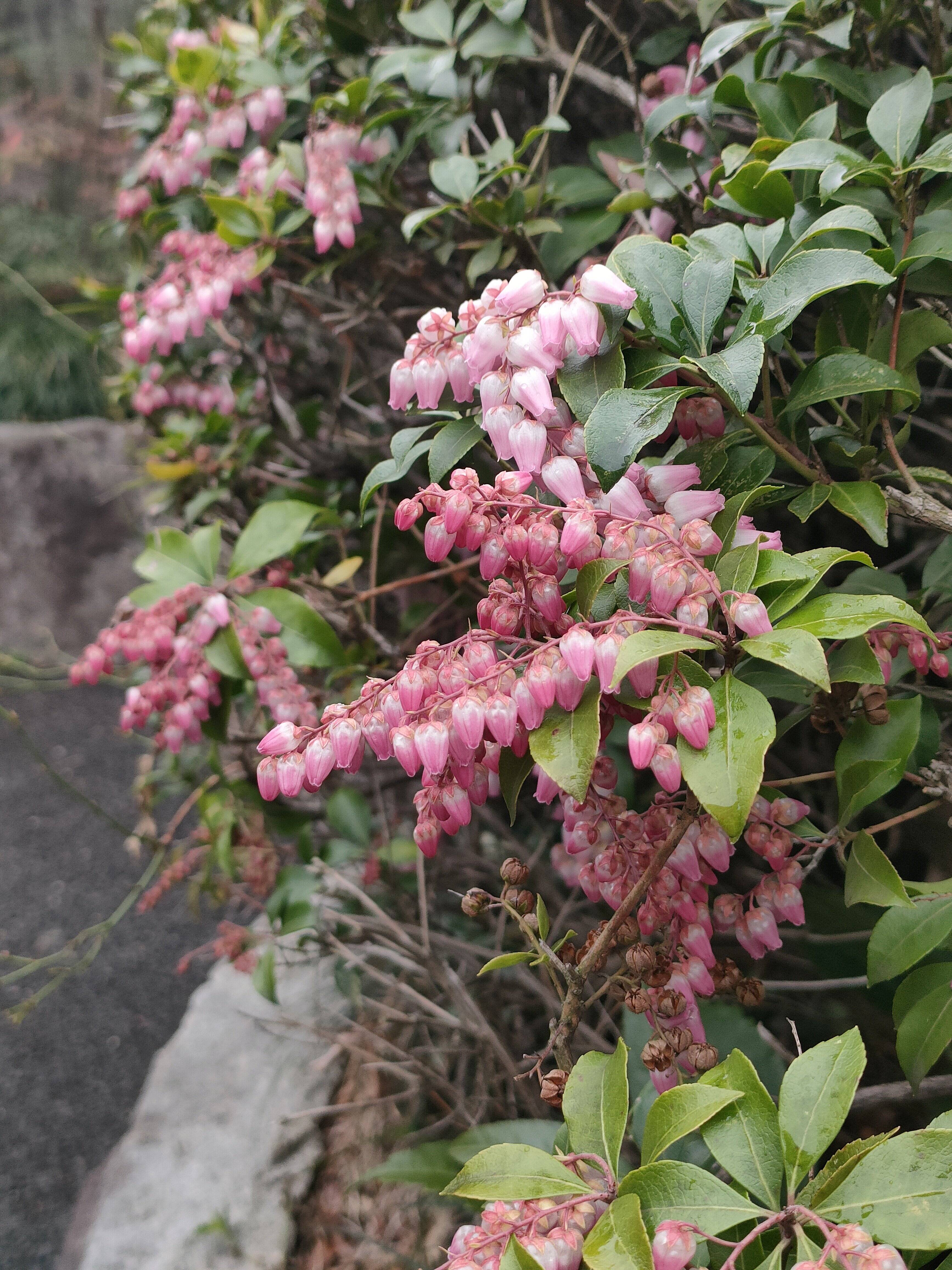 OPPO Reno5 Aがコスパ最高！ベストセラーの理由とは。ワイモバイルからeSIM搭載の新バージョンも