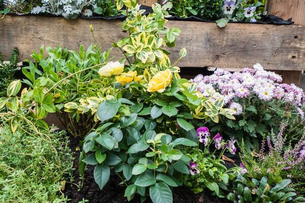 ガーデニング 小さい庭や花壇にはオシャレで個性的な花を 植えると映えるオススメ6選 22年4月14日 エキサイトニュース