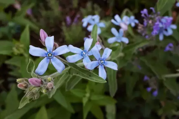 「【ガーデニング】美しい花々で作るオシャレな寄せ植え！秋まで楽しめる、大人っぽい組み合わせ例を紹介」の画像