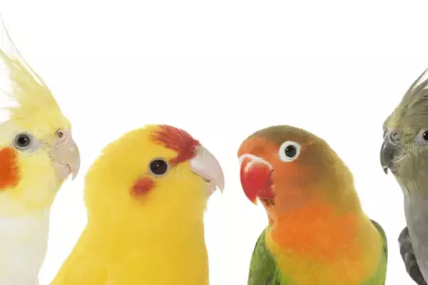 「「可愛いと人気！」オカメインコ・ボタンインコ・セキセイインコ・コザクラインコの本当の見分け方とは」の画像