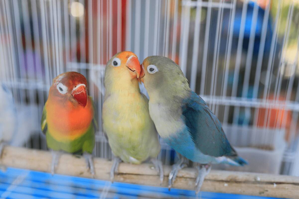 「可愛いと人気！」オカメインコ・ボタンインコ・セキセイインコ・コザクラインコの本当の見分け方とは