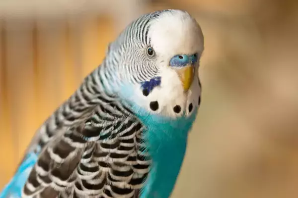 「「可愛いと人気！」オカメインコ・ボタンインコ・セキセイインコ・コザクラインコの本当の見分け方とは」の画像