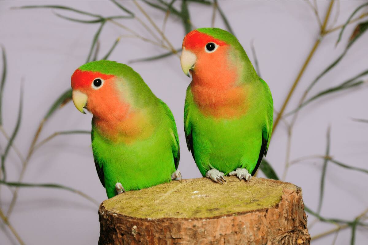 「可愛いと人気！」オカメインコ・ボタンインコ・セキセイインコ・コザクラインコの本当の見分け方とは