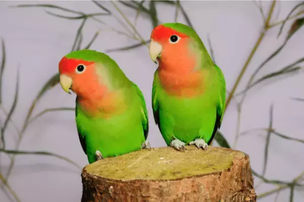 「「可愛いと人気！」オカメインコ・ボタンインコ・セキセイインコ・コザクラインコの本当の見分け方とは」の画像