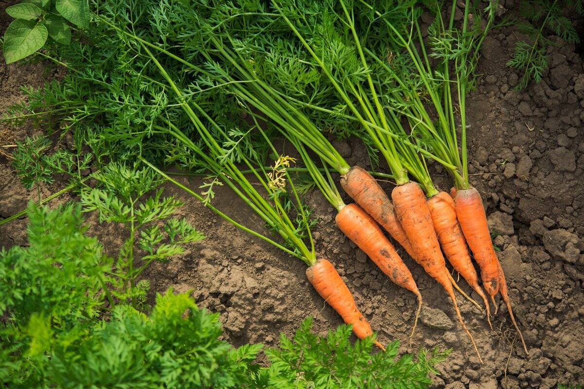 【春から育てるオススメ野菜5選】家庭菜園シーズン到来！上手に育てるコツは「病害虫対策」