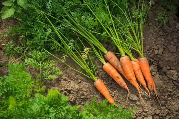 「【春から育てるオススメ野菜5選】家庭菜園シーズン到来！上手に育てるコツは「病害虫対策」」の画像