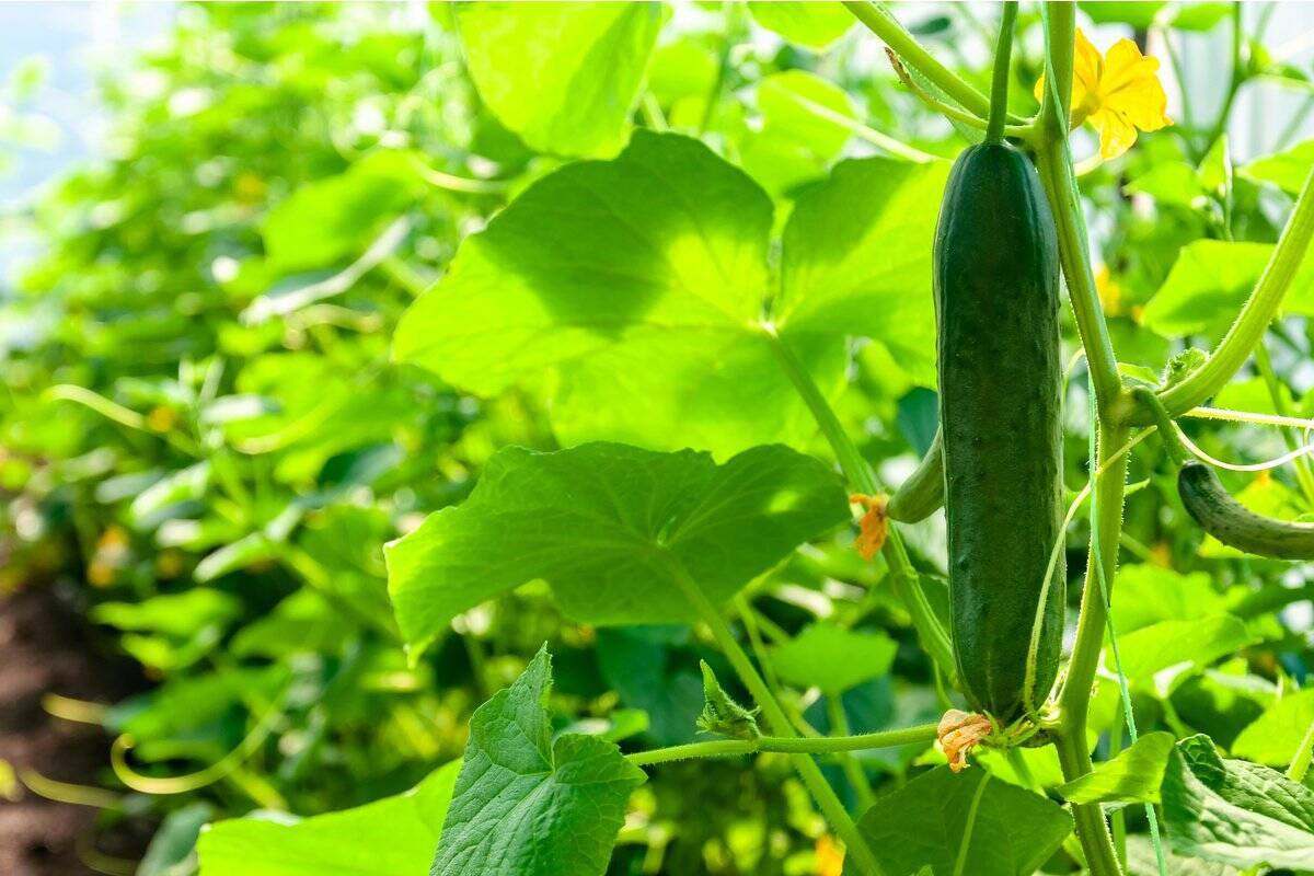【春から育てるオススメ野菜5選】家庭菜園シーズン到来！上手に育てるコツは「病害虫対策」