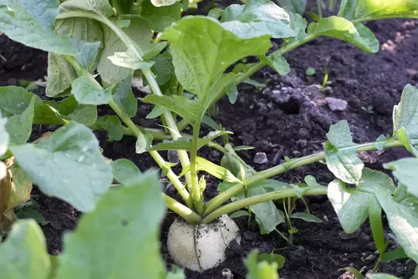 「【春から育てるオススメ野菜5選】家庭菜園シーズン到来！上手に育てるコツは「病害虫対策」」の画像