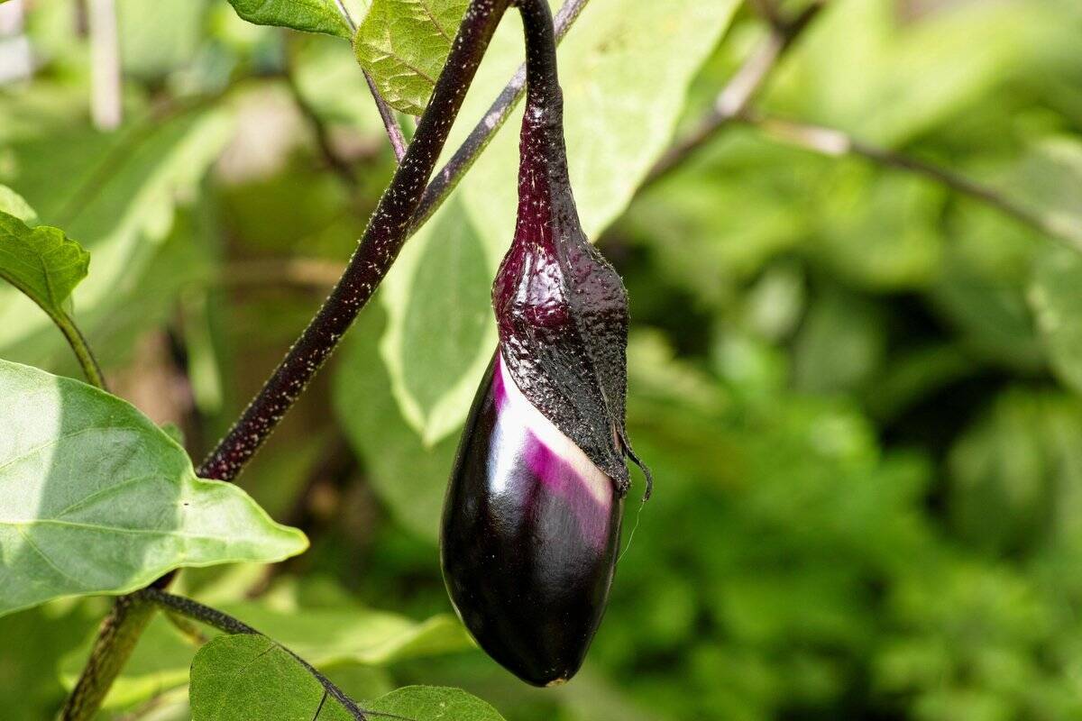 【春から育てるオススメ野菜5選】家庭菜園シーズン到来！上手に育てるコツは「病害虫対策」