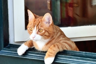 雇用統計待ちの日経平均、前のめりに動く可能性も。業績期待と買いの強さが試される