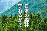 「日本の森林を守る王子HDを買い推奨。PBR0.7倍、19万haの森林を保有するグリーン企業（窪田真之）」の画像1
