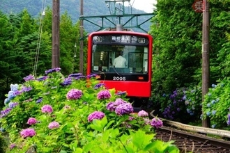 線路脇の「アジサイ」は観賞用じゃない!? じつは鉄道を守っていた！ 天然のインフラ「防災植栽」とは
