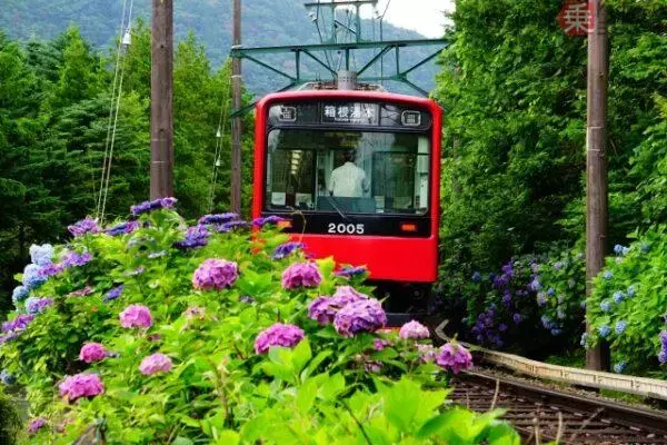 線路脇の「アジサイ」は観賞用じゃない!? じつは鉄道を守っていた！ 天然のインフラ「防災植栽」とは