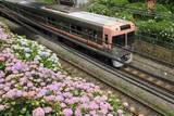「線路脇の「アジサイ」は観賞用じゃない!? じつは鉄道を守っていた！ 天然のインフラ「防災植栽」とは」の画像2