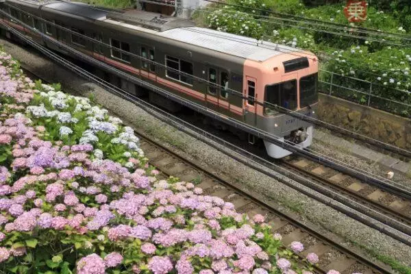 「線路脇の「アジサイ」は観賞用じゃない!? じつは鉄道を守っていた！ 天然のインフラ「防災植栽」とは」の画像