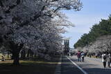 「桜と自衛隊装備が織りなす春の絶景！土浦駐屯地桜まつり 旧軍時代の装備もみることのできるレアスポット」の画像1