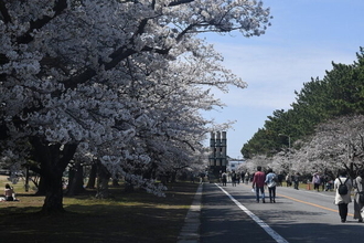 桜と自衛隊装備が織りなす春の絶景！土浦駐屯地桜まつり 旧軍時代の装備もみることのできるレアスポット