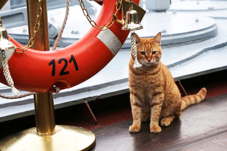 猫は今も「軍艦の乗組員」!? ネズミ捕りの専門家だけじゃない「船乗り猫」たち 幸運すぎる伝説の猫も！