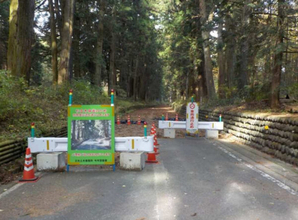 「伐らないで！」道路のど真ん中に残った“大木”たちの正体　保護のために「バイパス建設」／「伐採やむなし」も