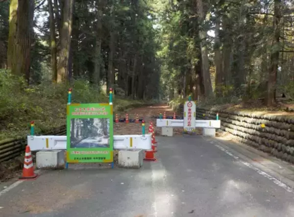 「伐らないで！」道路のど真ん中に残った“大木”たちの正体　保護のために「バイパス建設」／「伐採やむなし」も