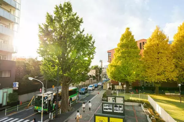 「「伐らないで！」道路のど真ん中に残った“大木”たちの正体　保護のために「バイパス建設」／「伐採やむなし」も」の画像