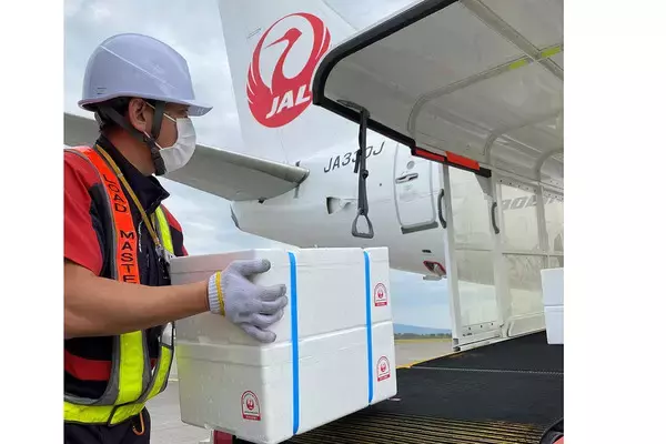 JAL「一度も冷凍しない北海道産ホタテを都内スーパーに並べます」 航空便ならでは爆速空輸
