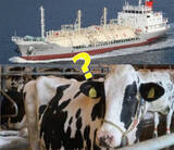 「新たな船舶燃料は「家畜の糞尿」由来!? LNG燃料船に使用へ 商船三井が検討開始 国内初」の画像1