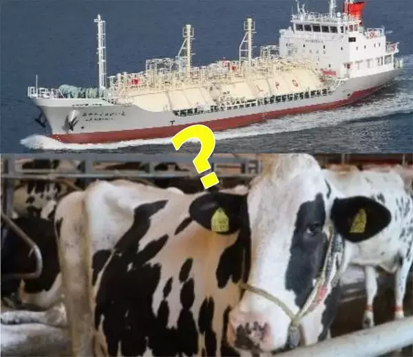 新たな船舶燃料は「家畜の糞尿」由来!? LNG燃料船に使用へ 商船三井が検討開始 国内初