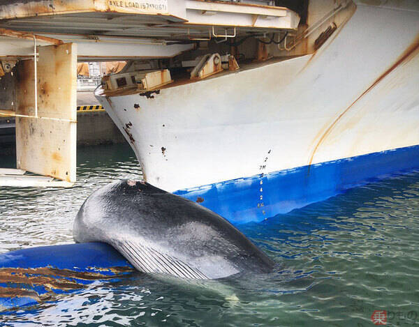 12m超のクジラを引っ掛けた船の 突起 何のため その名もバルバスバウ 年10月29日 エキサイトニュース