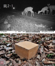 シカの線路侵入、目的は鉄分補給　生態を分析した誘鹿材が登場