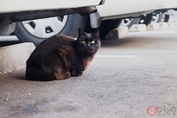 エンジンルームに猫 なぜ侵入 乗る前の 猫バンバン は夏も必要か 17年8月18日 エキサイトニュース