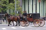 「フラッシュ厳禁、「儀装馬車列」とは　オフィス街に響く馬蹄、漆塗り馬車は100年モノ」の画像7