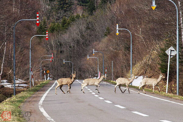 動物接触事故 秋は 鹿 要注意 平均修理費50万越え 対策は 高速は年間約5万件発生 19年10月27日 エキサイトニュース