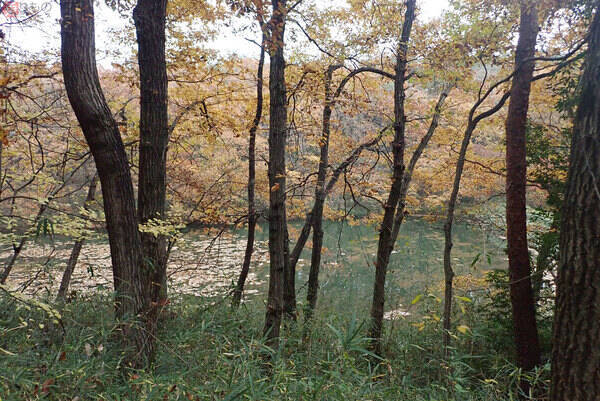 東上副都心東横線などの「森林公園」行き電車 どんなところへ行くのか？ 乗ってみた